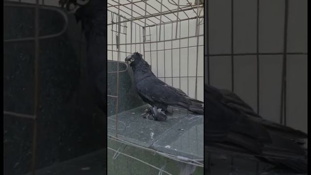 Коллекция разных мастей, узбекские двухчубые голуби. Tauben. Pigeons