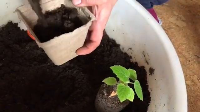 Павловния шан тонг ? I Пикировка I Полное видео смотреть онлайн