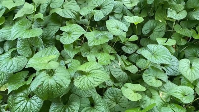 Дача/Aesthetic video смотреть онлайн