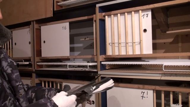 Спаривание голубей, обзор маточного помещения, часть 1. Олег Костяков, г.Самара смотреть онлайн