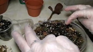 Драгоценная орхидея. Уход и размножение