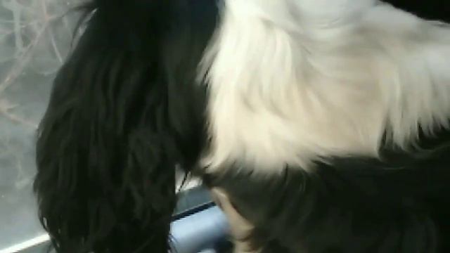 Секрет Google play play раскрыт! Тайна о собаки Бони и кусочек квартиры смотреть онлайн