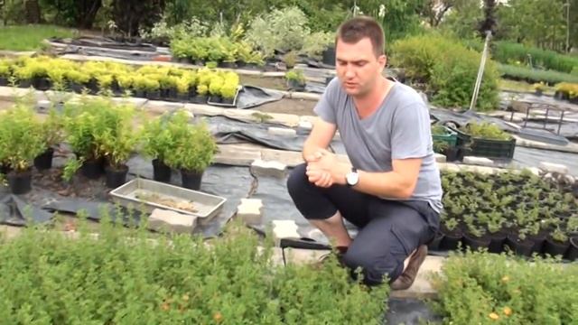 Potentilla fruticosa 'Red Ace' - Cserjés pimpó piros ültetése - Megyeri Kertészet Szeged смотреть онлайн