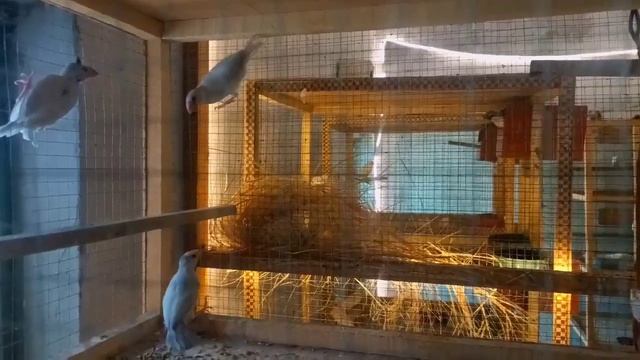 Java Birds | Feed Mix | One By One Cage Setup | Silver Java | White Java | Fee смотреть онлайн