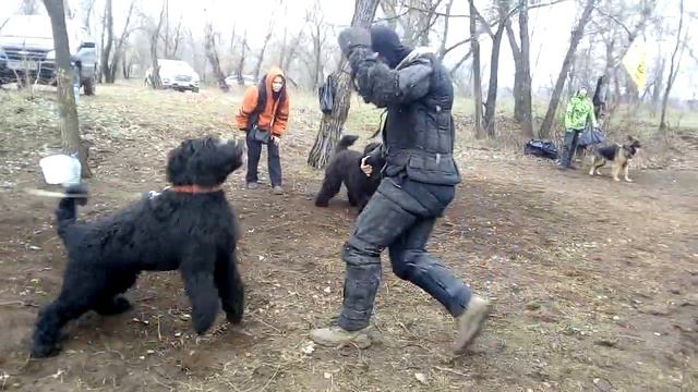 Чёрный терьер в работе )))