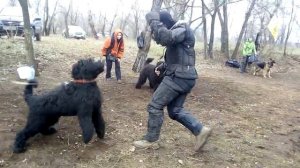 Чёрный терьер в работе )))