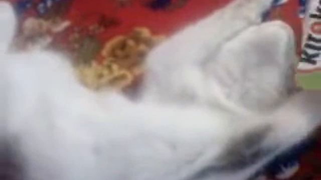 реклама на KITEKAT смотреть онлайн