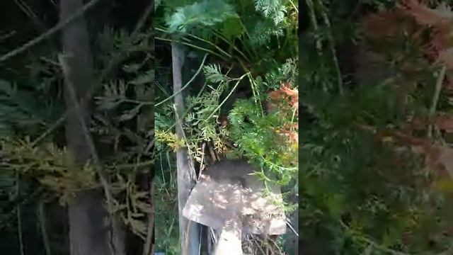 Морковь русский гигант и соломон смотреть онлайн