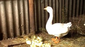 100% вывод гусят гусыней, это не сложно !