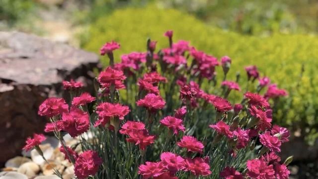 Топ 5 почвопокрывных растений для сада смотреть онлайн