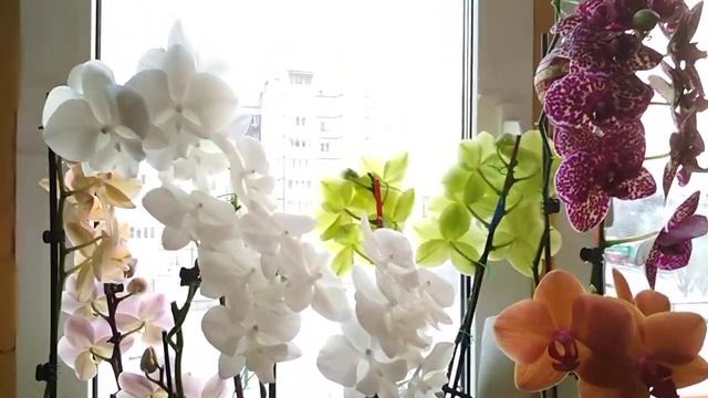 Орхидеи ??КАК ОТРЕЗАТЬ ЦВЕТОНОС???(18.01.2021) смотреть онлайн