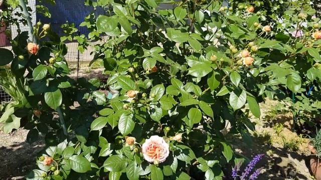 Мери Роуз (Остин) и Чиппендейл(Тантау) зацвели на юге 28 мая 2021 года смотреть онлайн