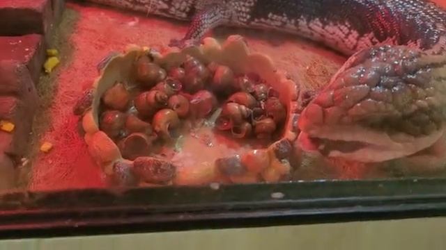 Зелёная мартышка Вася и его сосед синеязыкий сцинк. смотреть онлайн