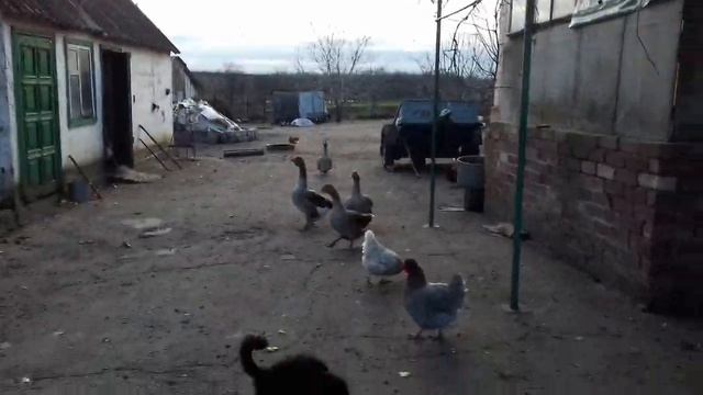 МОИ - ГУСИ! САМЫЕ ЛУЧШИЕ ГУСИ НА СЕЛЕ! ❤? смотреть онлайн