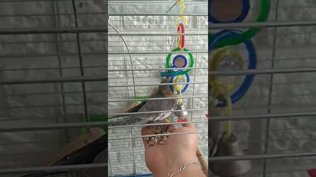 Корелла Кика играет смотреть онлайн
