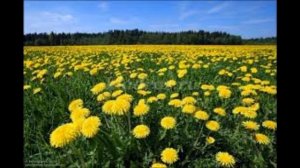 Золотой луг -аудио рассказ Пришвина - Сказки на ночь