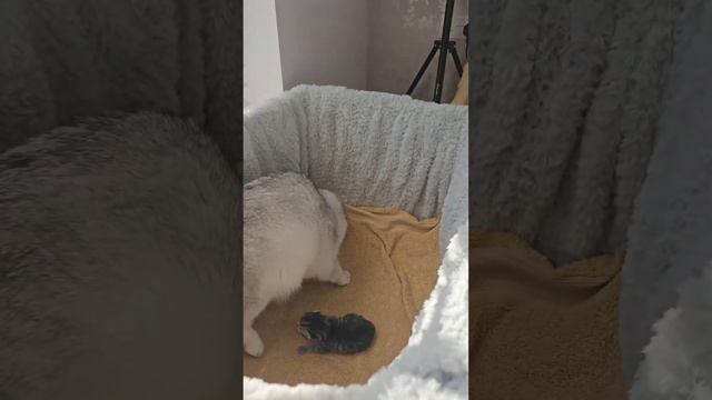 Мама-кошка несет котенка обратно в свою коробку после того, как принесла его ко мне в кровать.#кошк смотреть онлайн
