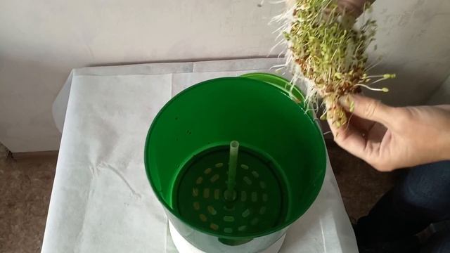 Проращивание льна и получение микрозелени в проращивателе семян ДоброСад смотреть онлайн