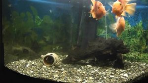 Красный попугай жизнь рыбок