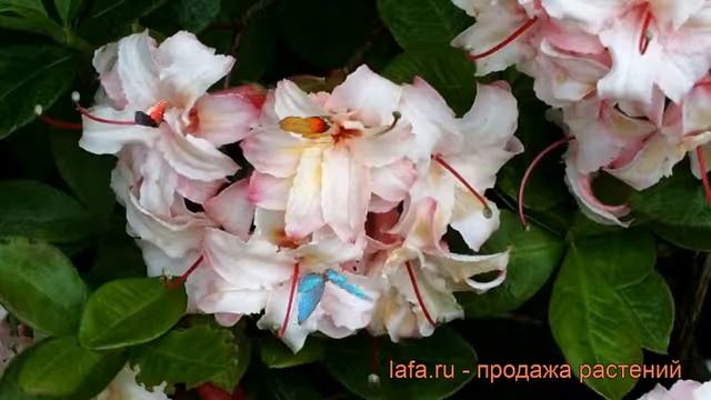 Азалия гибридная Арктик Флаш (arktik-flash) ? обзор: как сажать, саженцы азалии Арктик Флаш смотреть онлайн
