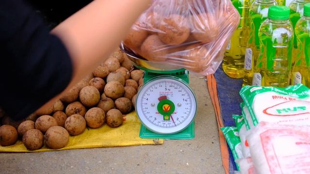 Harvest fruit - Pick sapodilla garden to bring to the market to sell - Lùng Thị Mai смотреть онлайн