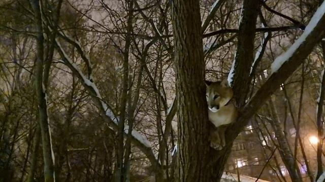 Домашняя пума Геркулес сидит на дереве, в Москве ? смотреть онлайн