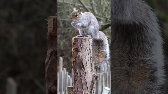 Белка - лесная красавица смотреть онлайн