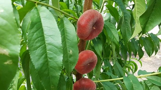 Персик Уфо 5. смотреть онлайн