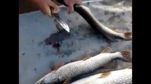 Рыбалка. Балык из щуки.