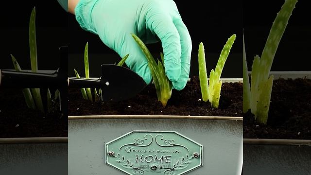 ПРОСТЫЕ ЛАЙФХАКИ ДЛЯ САДОВОДСТВА || СОВЕТЫ ПО ВЫРАЩИВАНИЮ РАСТЕНИЙ