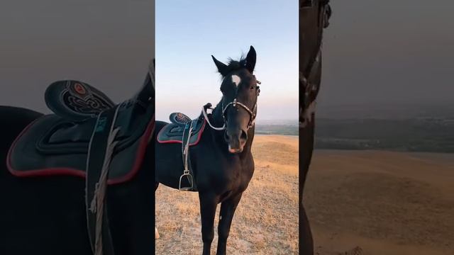 Чёрный лошадь 🖤🔥 смотреть онлайн