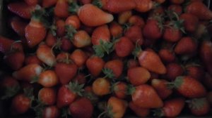 ЭКСПЕРИМЕНТ. Сколько можно заработать с 1000 кустов клубники? Первые 3 сбора.