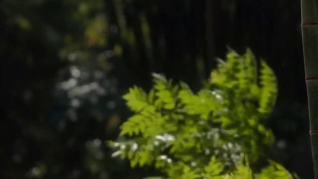 Чудесная исцеляющая музыка для успокоения ума и избавления от нервных расстройств | красивая природ смотреть онлайн