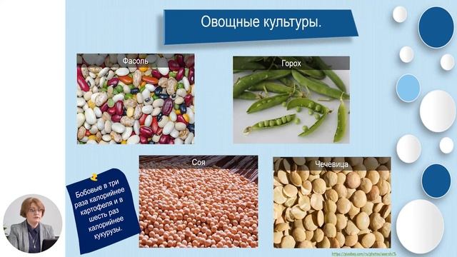 Биология, 10-й класс, Царство Растений. Отдел Покрытосеменные. Класс Двудольные смотреть онлайн