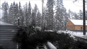 Валка дерева целиком с оттяжкой