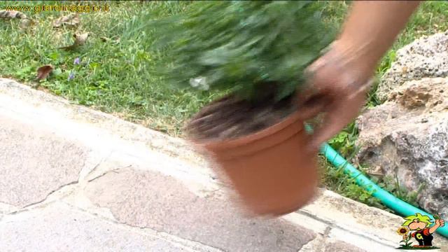 coltivare il solanum смотреть онлайн