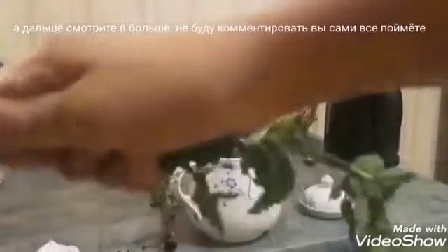 Как сделать чай из мелисы