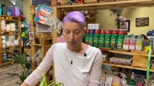 Хлорофитум Гавайский - яркий солнечный сорт хлорофитума | Уход ха хлорофитумом