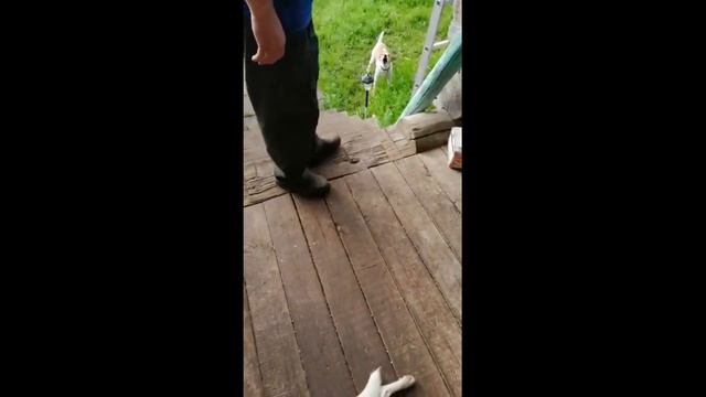 Приветы из дома_Our dogs found their home смотреть онлайн