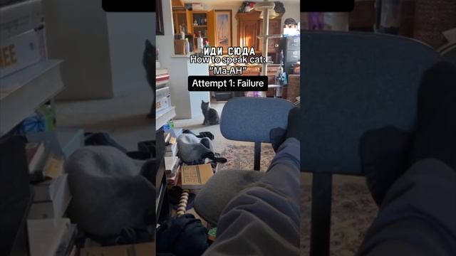 Мужик изобрел кошачий язык. Попробуй поговорить со своей кошкой. #кот #котики #животные смотреть онлайн