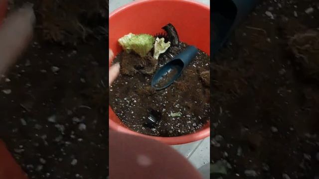 ‼️Эксперимент)))‼️ выращиваю листья салата? из магазинных. смотреть онлайн