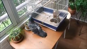 Содержание голубя в домашних условиях
