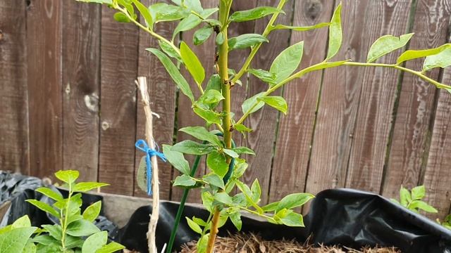 Результат борьбы с хлорозом на голубике. смотреть онлайн