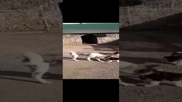 Американская акита . Щенки