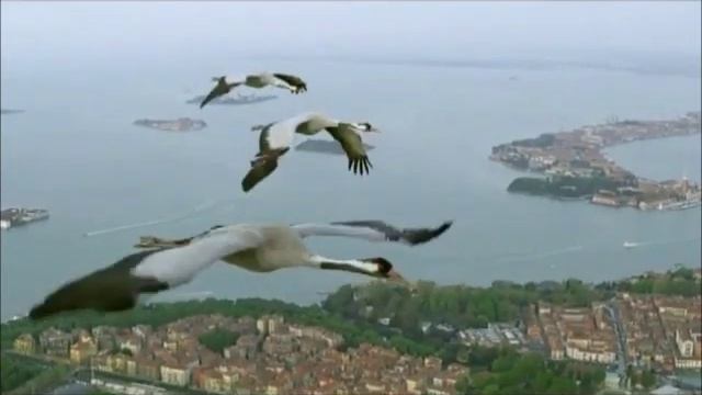 Далеко журавли улетели смотреть онлайн