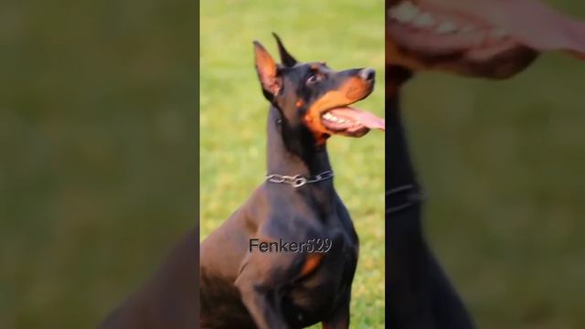 эдит доберман ❤️ смотреть онлайн