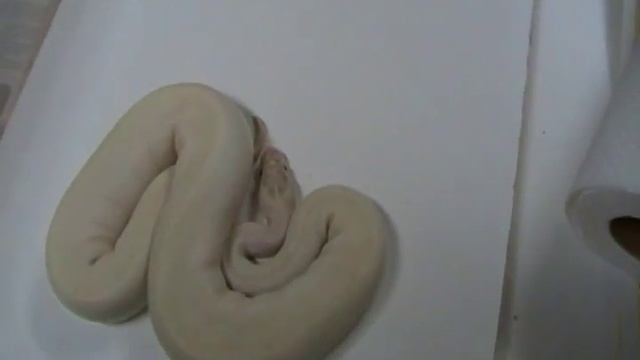 Ivory Ball Python смотреть онлайн