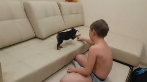 щенки цвергпинчера  (zwergpinscher). цвергпинчер и мальчик.