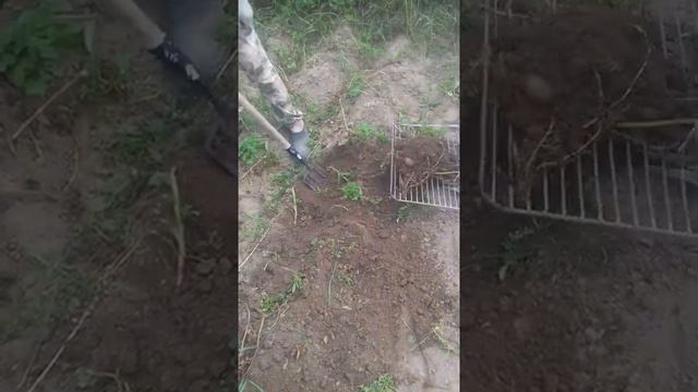 копка картофеля без сгибания спины. 19 августа 2021 г. смотреть онлайн