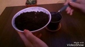 Кактус опунция. Размножение черенками. Укоренение.